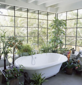 фото Растения для ванной комнаты