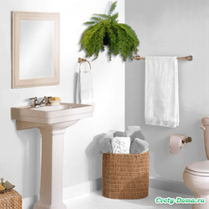 Комнатные растения для ванной