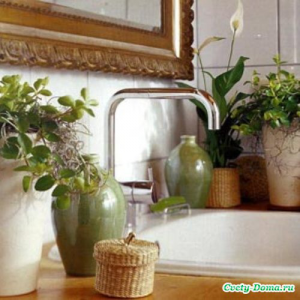 Комнатные растения для ванной