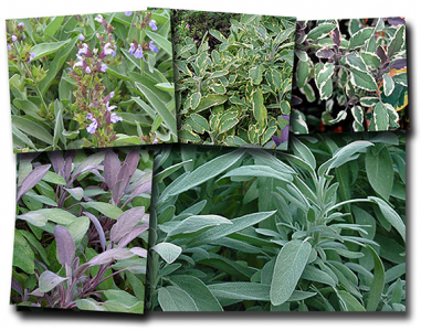 Sage is a powerful antioxidant and antibacterial, so its culinary use ...