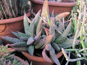 cactus england cacti westsussex succulents gasteria angmering cactuscollection manornursery manornurseries