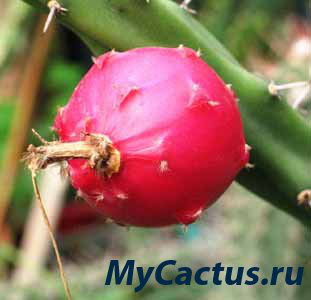 лечебные свойства кактуса