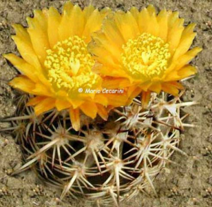 islaya | Cactaceae-I-N Cactus e Dintorni