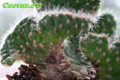 Вредители кактусов - паутинный клещик 