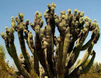 Растительный мир пустыни Атакама - кактус Эулихния