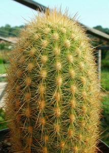 Хаагеоцереус - это колонновидный кактус