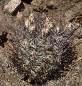 Pyrrhocactus