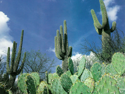Мексиканские кактусы фото