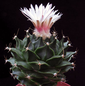 Obregonia denegrii - Artichoke cactus