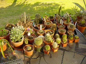 cactus succulent