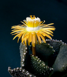 england plant flower yellow cacti succulent greenhouse naturesfinest exploremar282009490