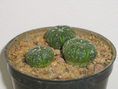 cactus seedling cactuses kaktus kakteen astrophytum asterias sämlinge
