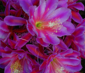 epiphyllum cactusflowers