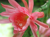 cactus flower rose cactaceae epiphyte epiphyllum orchidcactus phyllocactus