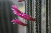 cactus flower aridhouse winterbourne aporocactus flagelliformis birminghamuniversitybotanicalgardens