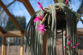 cactus flower aridhouse winterbourne aporocactus flagelliformis birminghamuniversitybotanicalgardens