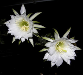 cactus plant flower nocturna echinopsis floración