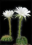 cactus flower flor sp cactaceae echinopsis subdenudata mm2103