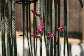 flowers cactus aridhouse winterbourne aporocactus flagelliformis birminghamuniversitybotanicalgardens