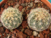 cactus cacti cactaceae ssp bicolor thelocactus schwarzii