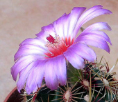 cactus flower cacti tricolor bicolor thelocactus cactisucculentsbulbplants