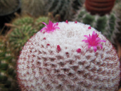 cactus england cacti westsussex pinkflowers angmering melocactus cactuscollection manornursery manornurseries