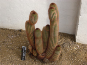 cactus birminghamuniversity versicolor aridhouse winterbourne haageocereus pailanus