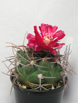 cactus kaktus kakteen gymnocalycium carmin cacteen