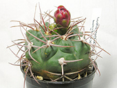 cactus kaktus kakteen gymnocalycium carmin cacteen