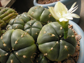 cactus plants cacti fat cactaceae succulents cacto gymnocalycium