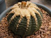 cactus plants cacti unidentifiedplant fat cactaceae succulents cacto notocactus