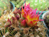 cactus england cacti westsussex angmering oroya cactuscollection oroyaperuviana manornursery manornurseries