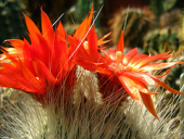 red rot cacti rouge rotterdam nederland arboretum trompenburg zuidholland succulenten ekenitr parodianivosa