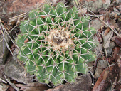 cactaceae discocactus discocactusplacentiformis placentiformis