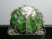 cactus cacti garden nikon succulents discocactus discocactuscrystallophilus crystallophilus