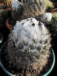 cactus england cacti westsussex angmering copiapoa cactuscollection manornursery manornurseries