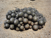 chile parque cactus pandeazucar parquenacional copiapoa