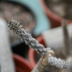 pterocactus kuntzei