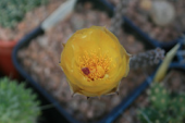 flower pterocactus kuntzei