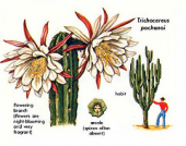 cactus sanpedro trichocereuspachanoi hallucinogengoldenguideelmerwsmithayahuascasanpedroethnobotanybotanyschultespsychotropicvisionaryplantspeyotepsychoactiveplantsshamanismdatura