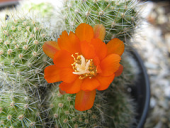 cactus orange flower cactaceae rebutia pulvinosa rebutiapulvinosa