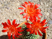 red cactus samsung 850 rebutia