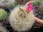 cactus england cacti westsussex angmering eriosyce neoporteria cactuscollection eriosycesenilis neoporteriasenilis