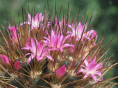 cactus neoporteria