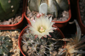 flower neoporteria paucispina