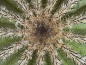 cactus cacti spiky heart