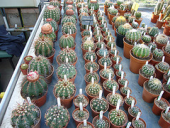 cactus cacti birminghamuniversity melocactus winterbourne discocactus uebelmannia