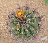 cactus ferocactus jardinexotiquederoscoff