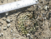 cactus obregoniadenegrii obregonia