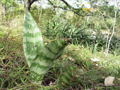 succulent mozambique taxonomy:genus=sansevieria muidumbe kamoche